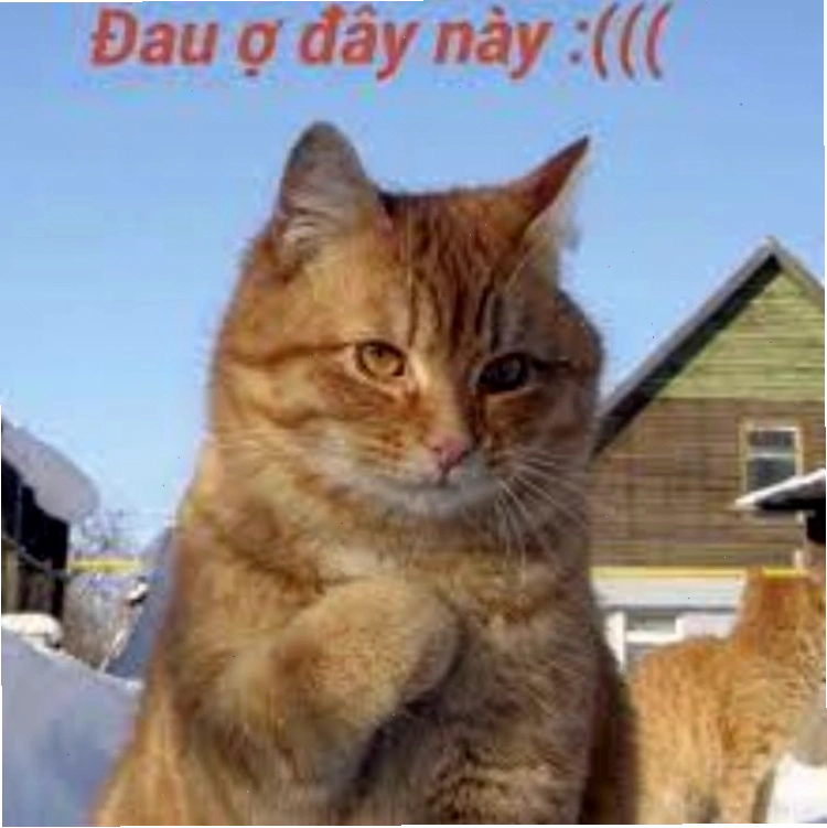 Meme người với cử chỉ tay ngộ nghĩnh