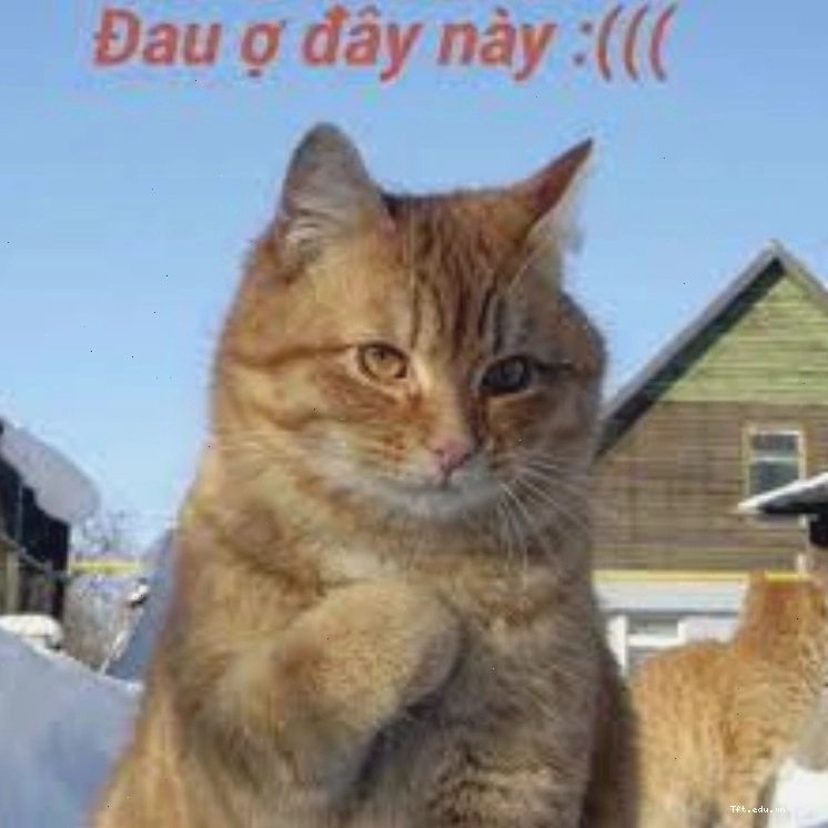 Meme nó đau ở đây này buồn
