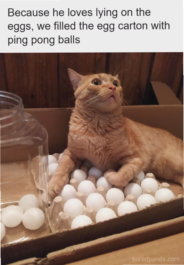 Mèo cam nằm trên bóng bàn tạo nên animal meme độc đáo