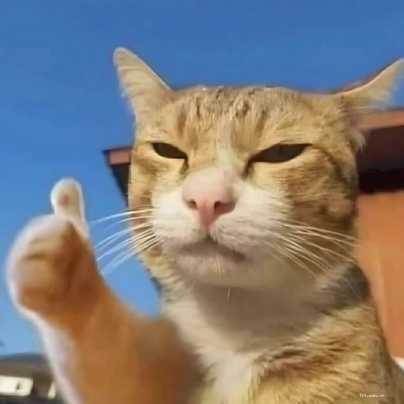 Mèo con mếu máo đáng yêu