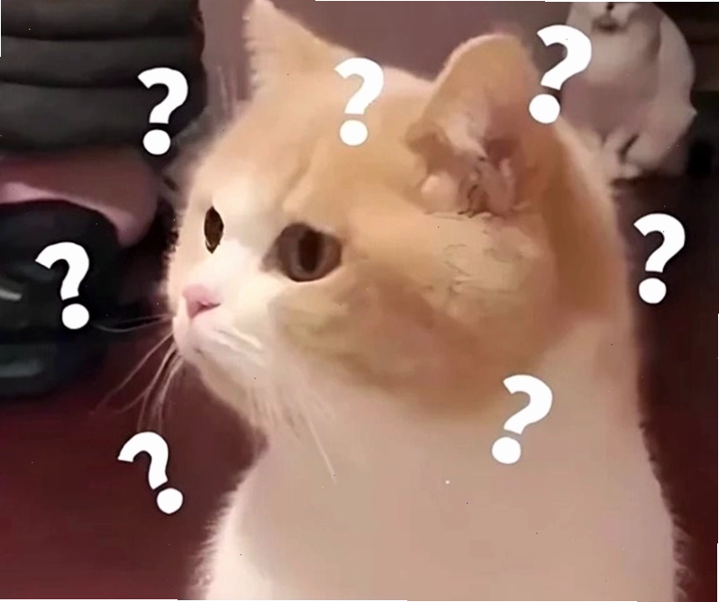 Mèo con với biểu cảm hỏi chấm