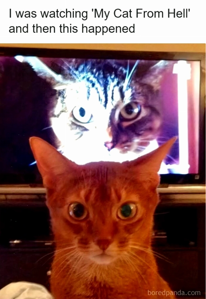 Mèo đối diện màn hình TV có hình mèo khác tạo nên animal meme thú vị