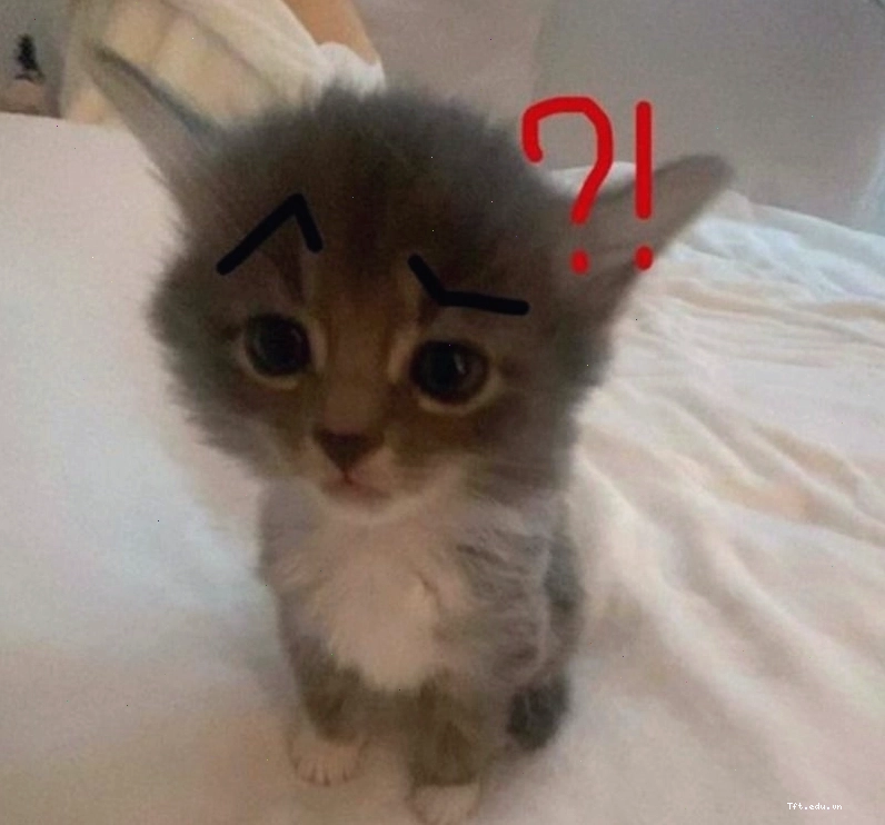 Mèo hỏi chấm đáng yêu