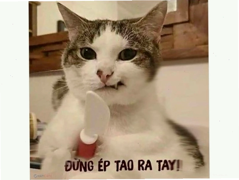 Mèo meme bựa với biểu cảm khó đỡ