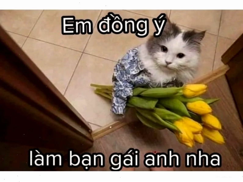 Mèo meme đang nghịch ngợm