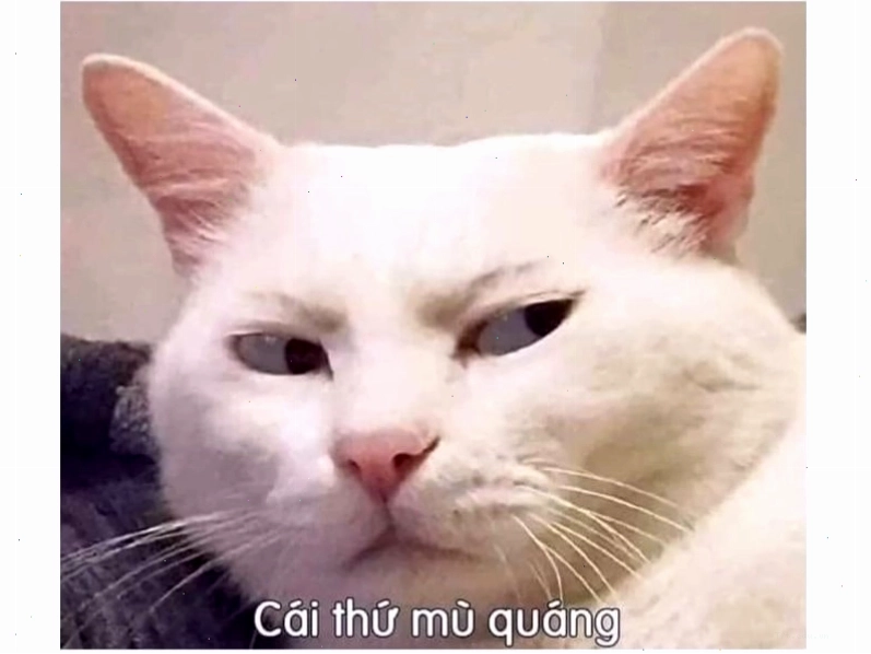 Mèo meme đang ngủ gật