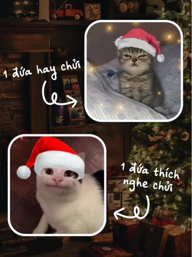 Mèo meme Giáng Sinh dễ thương