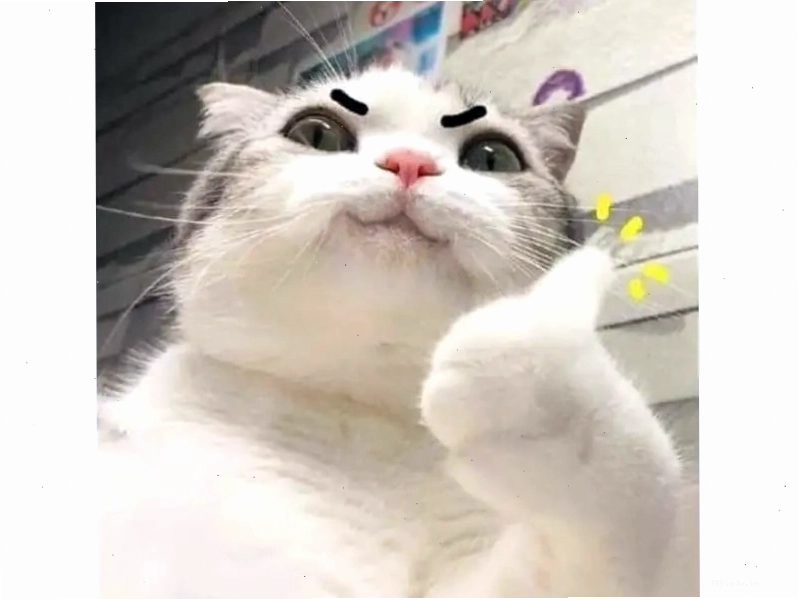Mèo meme hài hước trong tình huống oái oăm