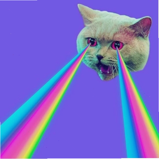 Mèo meme ngầu với phong cách độc đáo
