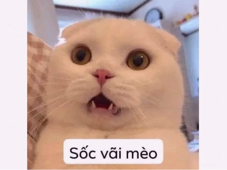 Mèo meme ngồi trên bệ cửa sổ