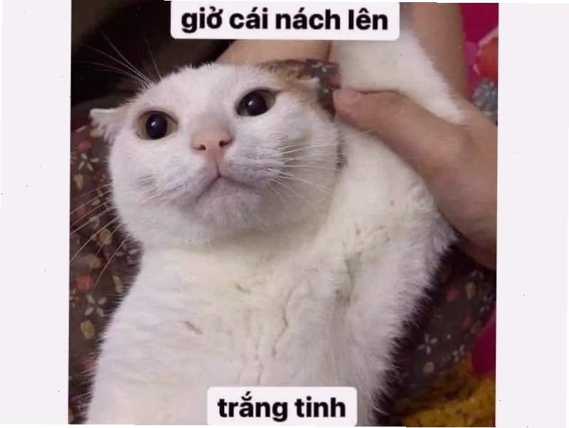 Mèo meme trong tư thế kỳ lạ