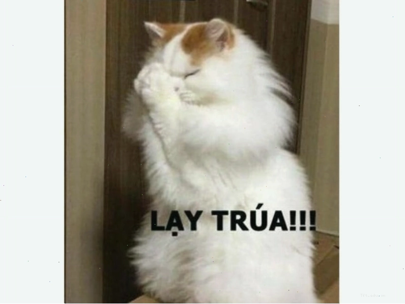 Mèo meme với ánh mắt 