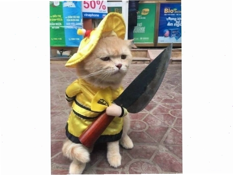 Mèo meme với ánh mắt đầy tính toán