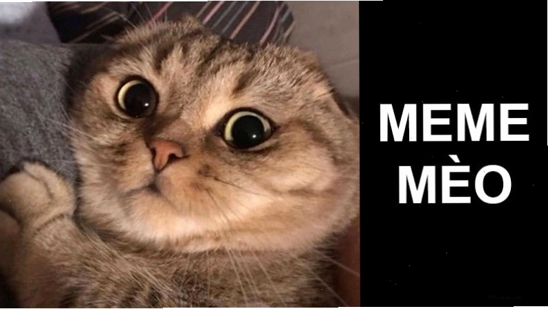 Mèo meme với biểu cảm ngạc nhiên