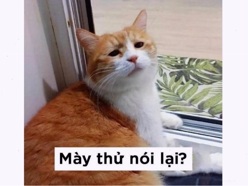 Mèo meme với vẻ mặt 