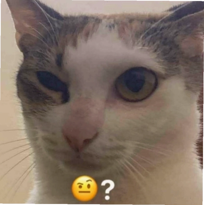 Mèo tròn mắt hỏi chấm