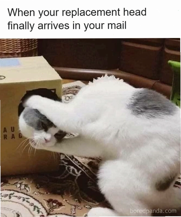 Mèo với đầu bị kẹt trong hộp tạo nên tình huống hài hước trong animal meme
