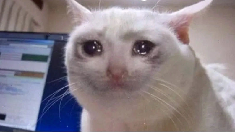 Muốn mạnh mẽ nhưng vẫn khóc như cat crying meme
