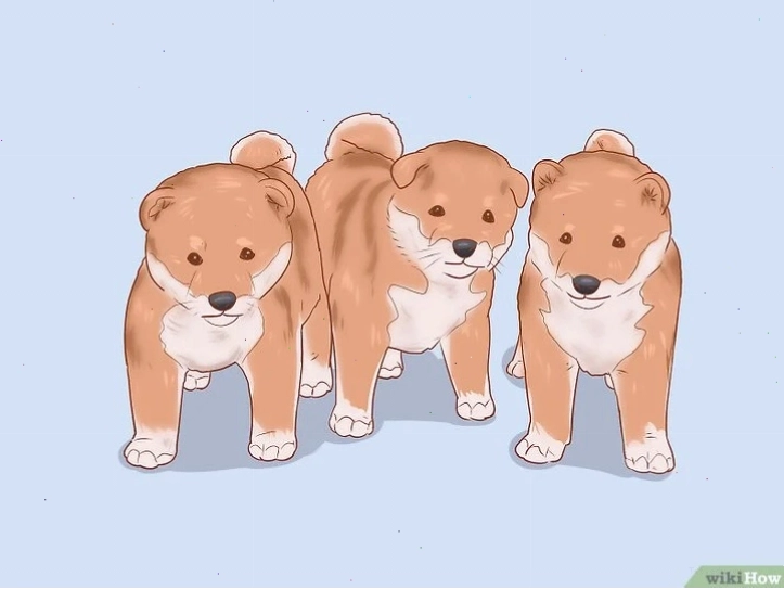 Nghiên cứu kỹ lưỡng về đàn chó Shiba Inu trước khi quyết định chọn mua