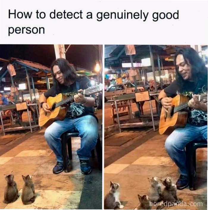 Người đàn ông chơi đàn cho mèo con nghe tạo nên animal meme cảm động