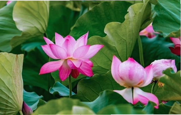 Nhiều bông hoa sen hồng nở rộ trên mặt nước