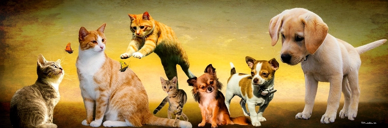 Nhiều loài vật bao gồm cả chó trong khung cảnh thiên nhiên