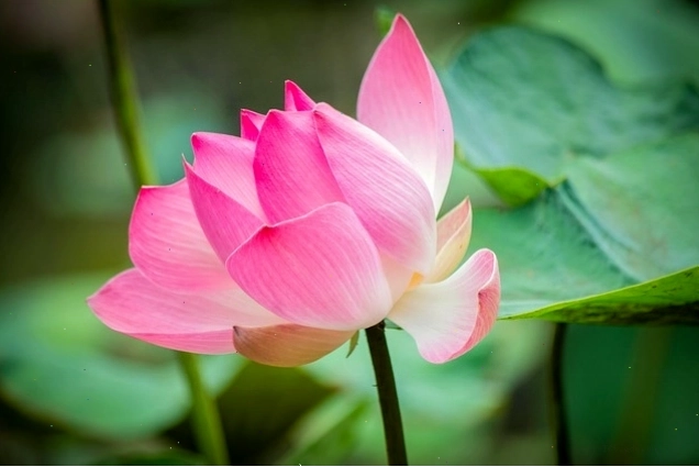 Những bông hoa sen hồng đẹp trên mặt hồ yên ả
