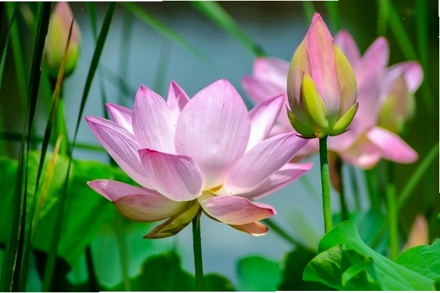 Những đóa hoa sen hồng rực rỡ trên mặt hồ