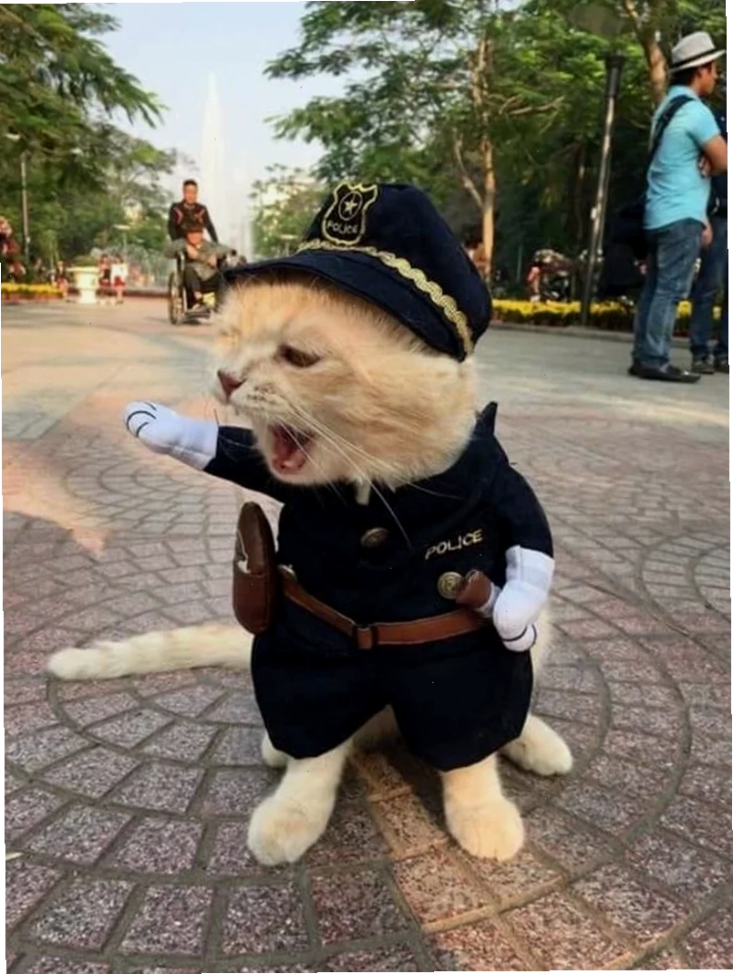 Những tình huống trong meme