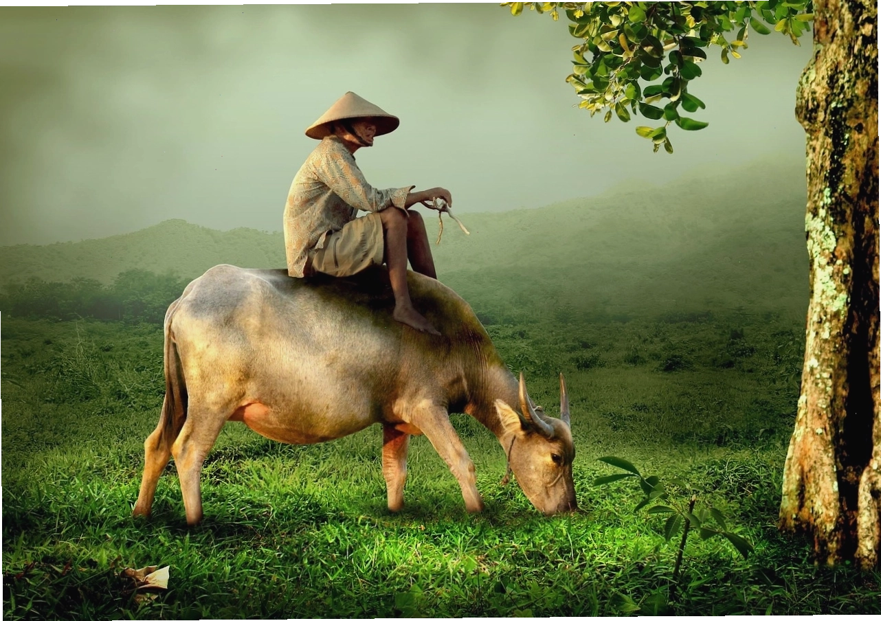 Nông dân 3D cưỡi trên lưng trâu trên cánh đồng