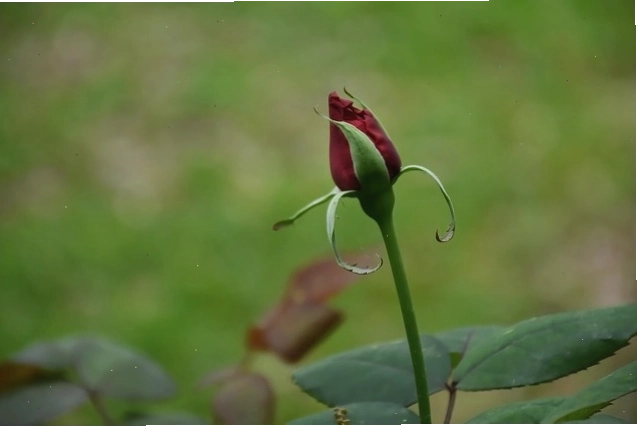 Nụ hoa hồng, nụ hồng đỏ, nền hoa: Hình nền nụ hoa hồng đỏ e ấp