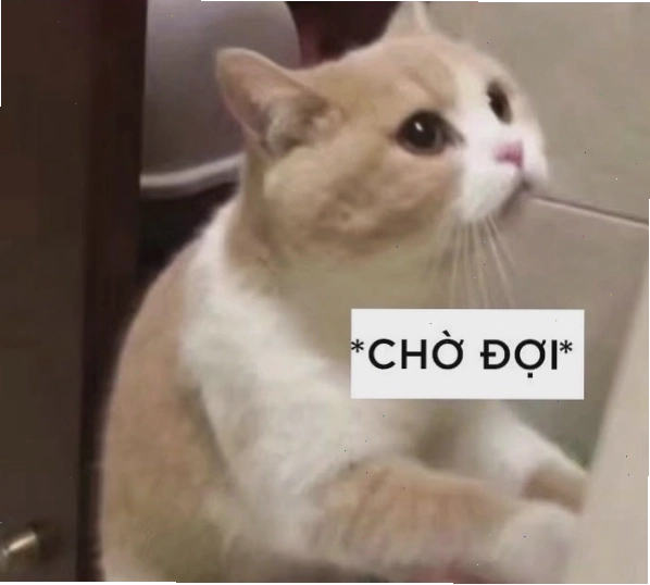 Video meme mèo ngồi chờ đợi cực lầy lội