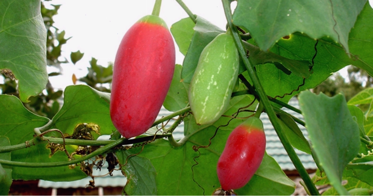 Quy trình các bước đầu tư vào trái phiếu doanh nghiệp