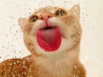 35+ Meme Mèo Lè Lưỡi Đáng Yêu Khiến Bạn Tan Chảy