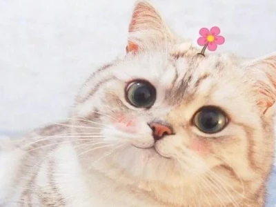 Avatar Meme Mèo Vô Tri: Tuyển Tập Hài Hước và Độc Đáo