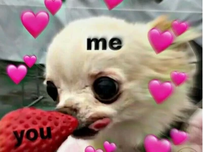 BST Chihuahua Meme Đỉnh Cao: Khoảnh Khắc Khó Đỡ Nhất 2026