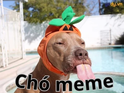 Hình ảnh chó meme: Tuyển tập 164+ khoảnh khắc hài hước và đáng yêu