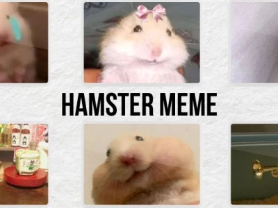 Khám phá 370+ Meme Hamster: Biểu cảm lầy lội gây bão mạng xã hội 2026