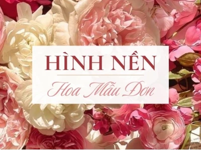 Khám Phá Vẻ Đẹp Rạng Rỡ: Hình Nền Hoa Mẫu Đơn Đẹp Nhất 2026