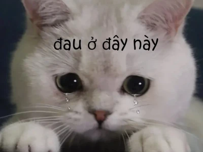 Loạt 40+ Meme Đau Ở Đây Này: Khi Cảm Xúc Khó Nói Thành Lời