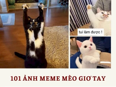 Meme dơ tay: Bộ sưu tập biểu cảm hài hước và độc đáo 2026