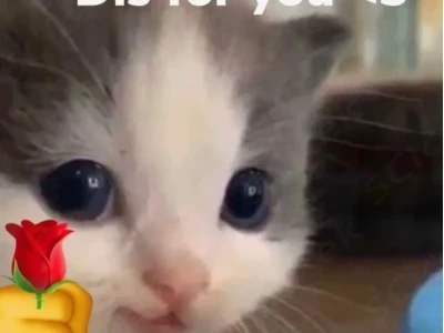 Tổng hợp 297+ meme tặng hoa hài hước và ý nghĩa