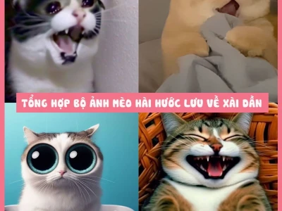 Tuyển chọn Avatar Mèo Hài Hước: Biểu cảm độc đáo cho trang cá nhân